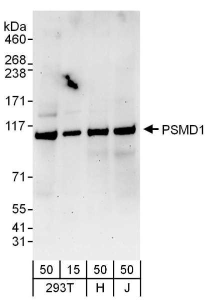 Detection of Human PSMD1 by Western Blot. Samples: Whole cell lysate from 293T (15 and 50 ug), HeLa (H; 50 ug), and Jurkat (J; 50 ug) cells. Antibodies: Affinity purified rabbit anti-PSMD1 antibody used for WB at 0.1 ug/ml. Detection: Chemiluminescence with an exposure time of 3 minutes.