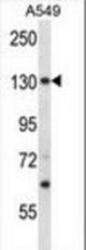 PSMD1 Antibody western blot of A549 cell line lysates (35 ug/lane). The PSMD1 antibody detected the PSMD1 protein (arrow).