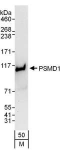 Detection of Mouse PSMD1 by Western Blot. Samples: Whole cell lysate (50 ug) from NIH3T3 cells. Antibodies: Affinity purified rabbit anti-PSMD1 antibody used for WB at 0.1 ug/ml. Detection: Chemiluminescence with an exposure time of 30 seconds.