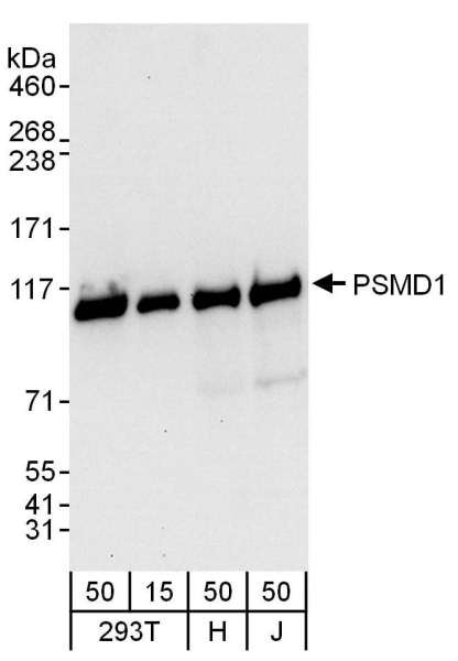 Detection of Human PSMD1 by Western Blot. Samples: Whole cell lysate from 293T (15 and 50 ug), HeLa (H; 50 ug), and Jurkat (J; 50 ug) cells. Antibodies: Affinity purified rabbit anti-PSMD1 antibody used for WB at 0.1 ug/ml. Detection: Chemiluminescence with an exposure time of 10 seconds.