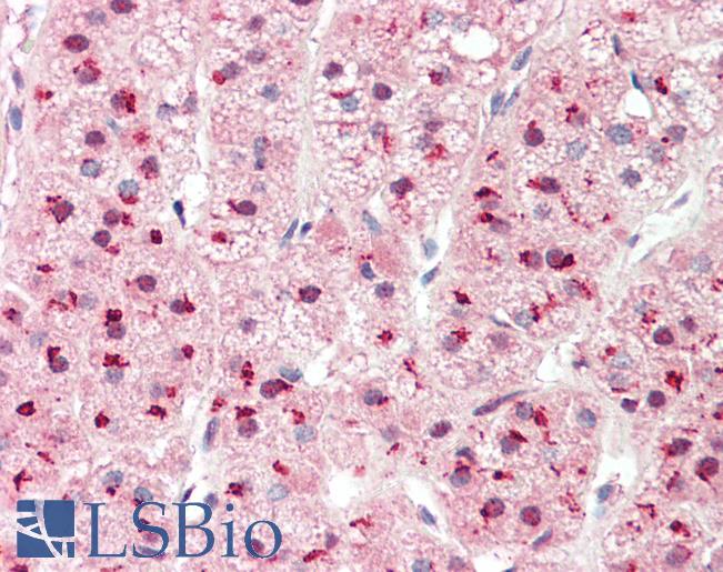 Anti-PSMD1 / S1 antibody IHC staining of human adrenal. Immunohistochemistry of formalin-fixed, paraffin-embedded tissue after heat-induced antigen retrieval. Antibody LS-B9753 concentration 10 ug/ml.