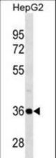 PSMD14 Antibody western blot of HepG2 cell line lysates (35 ug/lane). The PSMD14 antibody detected the PSMD14 protein (arrow).