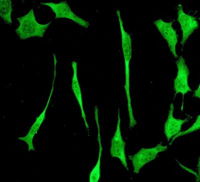 Immunofluorescent staining of HeLa cells using anti-POH1 antibody.