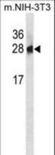 PSPH Antibody western blot of mouse NIH-3T3 cell line lysates (35 ug/lane). The PSPH antibody detected the PSPH protein (arrow).