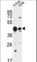 PLA1A Antibody western blot of mouse liver tissue and CEM cell line lysates (35 ug/lane). The PLA1A antibody detected the PLA1A protein (arrow).