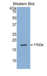 Western blot of recombinant PSPLA1 / PLA1A.