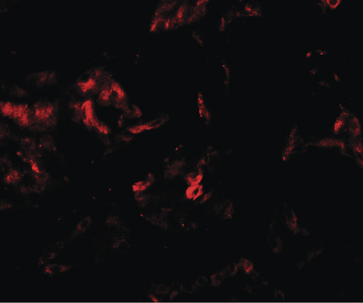 Immunofluorescence of PLA1A in human kidney tissue with PLA1A antibody at 20 ug/ml.