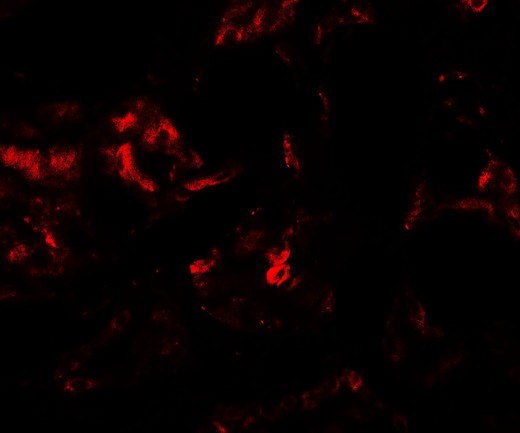 Immunofluorescence of PLA1A in human kidney tissue with PLA1A antibody at 20 µg/mL.