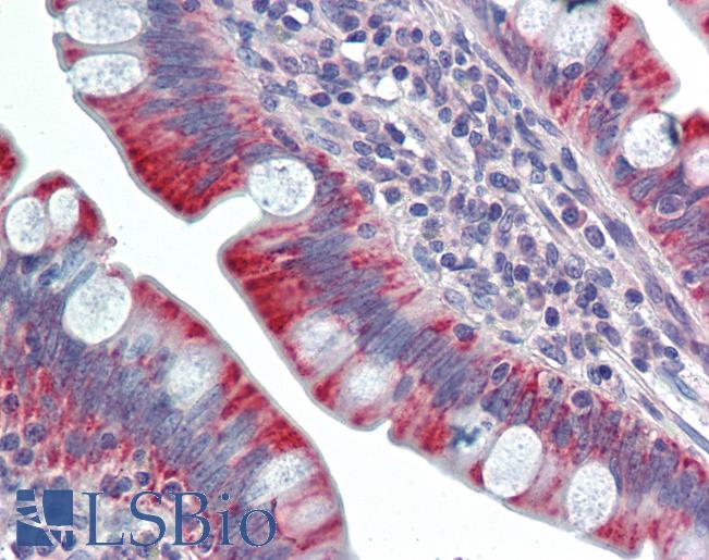 Anti-PSPLA1 / PLA1A antibody IHC staining of human small intestine. Immunohistochemistry of formalin-fixed, paraffin-embedded tissue after heat-induced antigen retrieval.