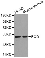 Western blot analysis of extracts of various cell lines, using PTBP3 antibody.
