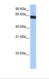 Hela cell lysate. Antibody concentration: 0.5 ug/ml. Gel concentration: 12%.