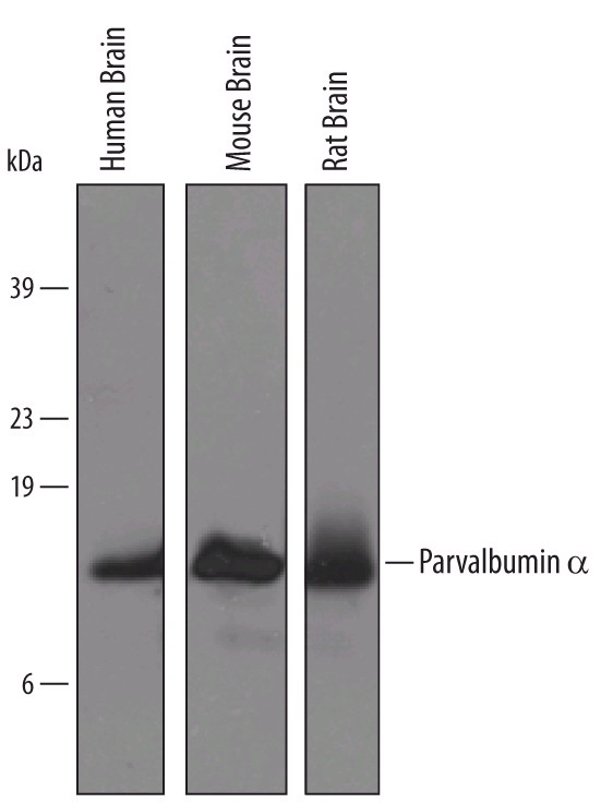 Detection of Human/Mouse/Rat Parvalbumin alpha by Western Blot. Western blot shows lysates of human, mouse, and rat brain tissue. PVDF membrane was probed with 1 ug/ml of Sheep Anti-Human/Mouse/Rat Parvalbumin alpha Antigen Affinity-purified Polyclonal Antibody followed by HRP-conjugated Anti-Sheep IgG Secondary Antibody. A specific band was detected for Parvalbumin alpha at approximately 12 kD (as indicated). This experiment was conducted under reducing conditions.