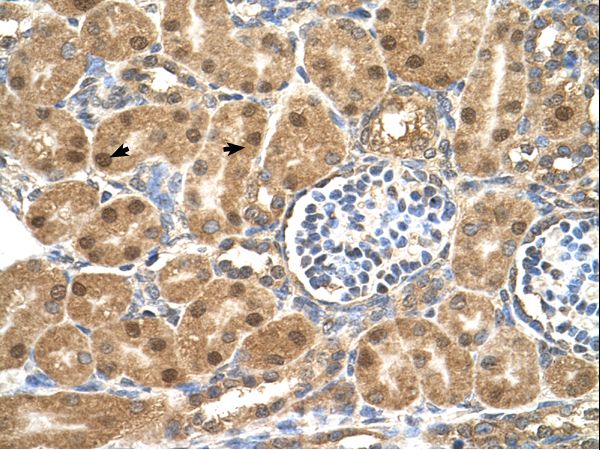 PTGDS antibody LS-C81168 was used in IHC to stain formalin-fixed, paraffin-embedded human kidney.