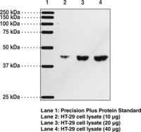 Western blot of PTGDR / DP antibody LS-C146656.