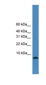 KIAA0101 antibody LS-C116915 Western blot of HepG2 cell lysate.