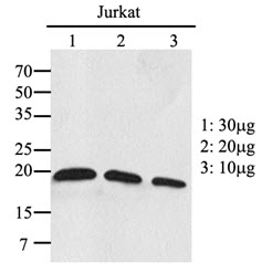 Western Blot: The extracts of Jurkat were resolved by SDS-PAGE, transferred to PVDF membrane and probed with anti-human RAC1/RAC2 antibody (1:1000). Proteins were visualized using a goat anti-mouse secondary antibody conjugated to HRP and an ECL detection system.