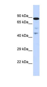 RAD54L / RAD54 antibody LS-C110146 Western blot of Placenta lysate.