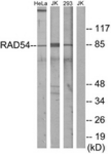 Western blot of extracts from HeLa cells/Jurkat cells/293 cells, using RAD54 Antibody. The lane on the right was incubated with synthetic peptide.