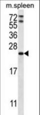RAP1A Antibody western blot of mouse spleen tissue lysates (35 ug/lane). The RAP1A antibody detected the RAP1A protein (arrow).