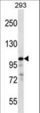 RASA1 Antibody western blot of 293 cell line lysates (35 ug/lane). The RASA1 antibody detected the RASA1 protein (arrow).