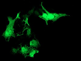 Anti-RASD2 mouse monoclonal antibody immunofluorescent staining of COS7 cells transiently transfected by pCMV6-ENTRY RASD2.