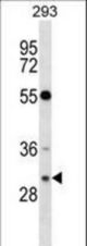RASD2 Antibody western blot of 293 cell line lysates (35 ug/lane). The RASD2 antibody detected the RASD2 protein (arrow).