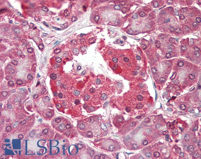 Anti-RASD2 antibody IHC of human pancreas. Immunohistochemistry of formalin-fixed, paraffin-embedded tissue after heat-induced antigen retrieval. Antibody LS-B3212 concentration 5 ug/ml.
