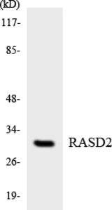 Western blot of the lysates from HepG2 cells using RASD2 antibody.
