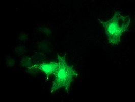 Anti-RASD2 mouse monoclonal antibody immunofluorescent staining of COS7 cells transiently transfected by pCMV6-ENTRY RASD2.