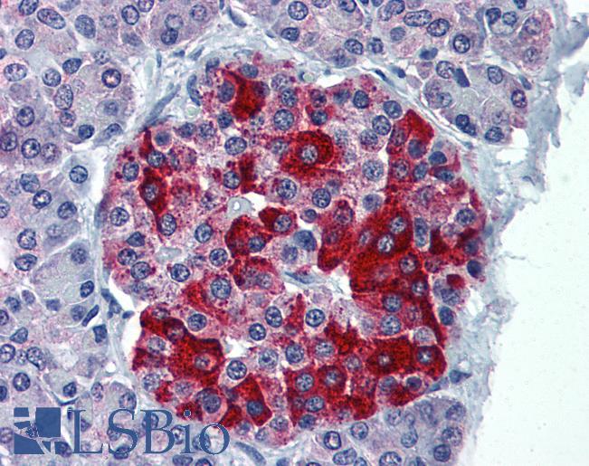 Anti-RBP4 antibody IHC of human pancreas. Immunohistochemistry of formalin-fixed, paraffin-embedded tissue after heat-induced antigen retrieval. Antibody LS-B6143 concentration 5 ug/ml.