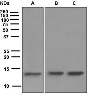 Western blot analysis on (A) HepG2, (B) Jurkat, and (C) HeLa cell lysates using anti-RBX1 antibody.