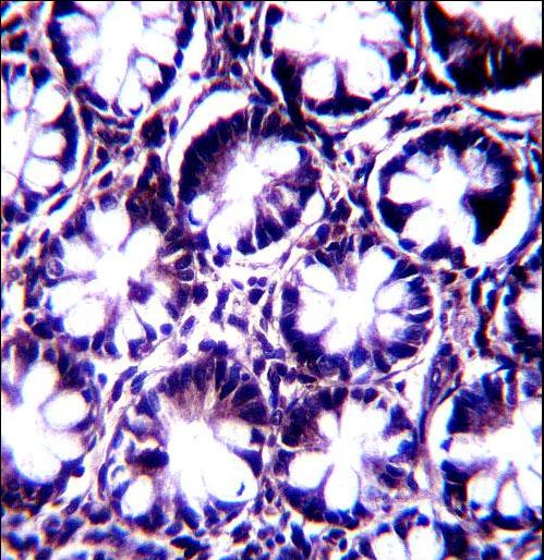 KIAA1274 Antibody immunohistochemistry of formalin-fixed and paraffin-embedded human rectum tissue followed by peroxidase-conjugated secondary antibody and DAB staining.