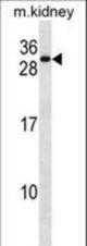 REEP5 Antibody western blot of mouse kidney tissue lysates (35 ug/lane). The REEP5 antibody detected the REEP5 protein (arrow).