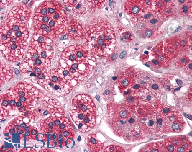Anti-REEP5 antibody LS-A9881 IHC of human adrenal. Immunohistochemistry of formalin-fixed, paraffin-embedded tissue after heat-induced antigen retrieval.