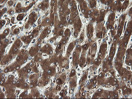 IHC of paraffin-embedded Human liver tissue using anti-REEP5 mouse monoclonal antibody.