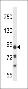 KIAA1274 Antibody western blot of 293 cell line lysates (35 ug/lane). The KIAA1274 antibody detected the KIAA1274 protein (arrow).