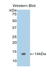 Western blot of recombinant REG1A / REG.