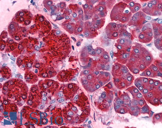 Anti-REG1A antibody IHC of human pancreas. Immunohistochemistry of formalin-fixed, paraffin-embedded tissue after heat-induced antigen retrieval. Antibody LS-B4115 dilution 1:200.