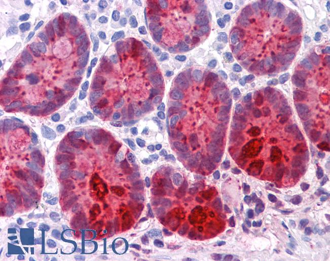 Anti-REG1A antibody IHC of human small intestine. Immunohistochemistry of formalin-fixed, paraffin-embedded tissue after heat-induced antigen retrieval. Antibody LS-B4115 dilution 1:200.