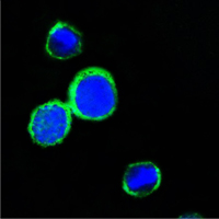 Confocal immunofluorescence of PC12 cells using REG1A mouse monoclonal antibody (green). Blue: DRAQ5 fluorescent DNA dye.