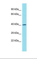Western blot of Mouse Heart. Rgma antibody dilution 1.0 ug/ml.