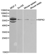 Western blot analysis of extracts of various cell lines, using RIPK2 antibody.