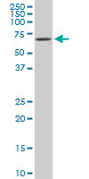 RIPK2 monoclonal antibody (M03), clone 3D9. Western blot of RIPK2 expression in NIH/3T3.