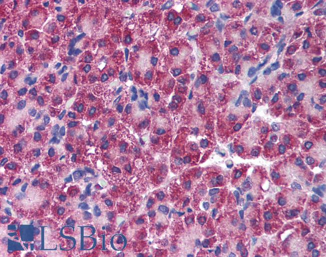Anti-RIPK2 / RIP2 antibody IHC of human pancreas. Immunohistochemistry of formalin-fixed, paraffin-embedded tissue after heat-induced antigen retrieval. Antibody LS-B1394 concentration 5 ug/ml.