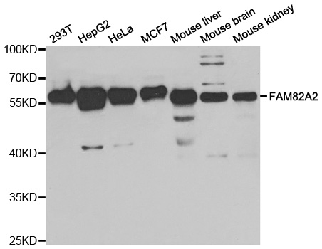 Western blot analysis of extracts of various cell lines, using FAM82A2 antibody.