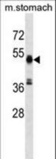RMND5A Antibody western blot of mouse stomach tissue lysates (35 ug/lane). The RMND5A antibody detected the RMND5A protein (arrow).