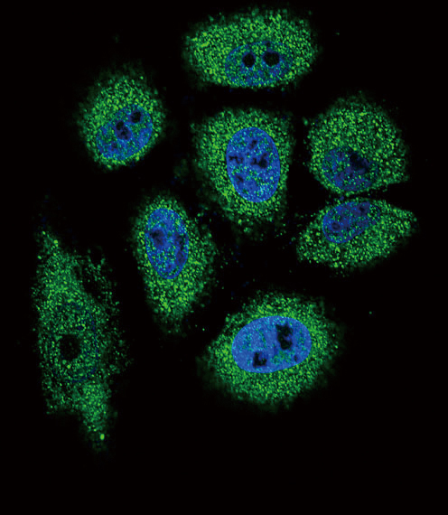 Confocal immunofluorescent of RNASE3 Antibody with NCI-H460 cell followed by Alexa Fluor 488-conjugated goat anti-rabbit lgG (green). DAPI was used to stain the cell nuclear (blue).