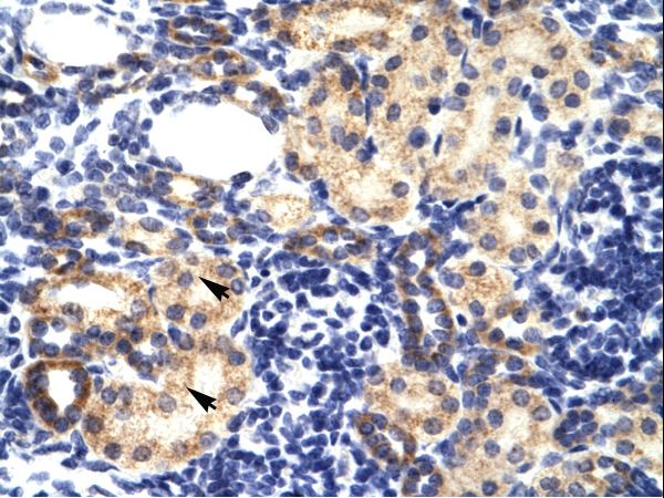 RNF2 antibody LS-C30670 was used in IHC to stain formalin-fixed, paraffin-embedded human kidney.