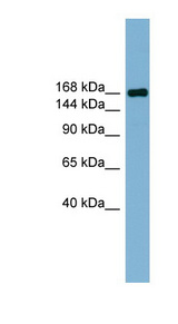 PARD3 antibody LS-C110727 Western blot of Fetal Thymus lysate.