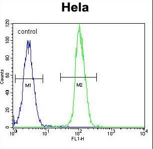 TrkA-pY791 Antibody flow cytometry of HeLa cells (right histogram) compared to a negative control cell (left histogram). FITC-conjugated goat-anti-rabbit secondary antibodies were used for the analysis.